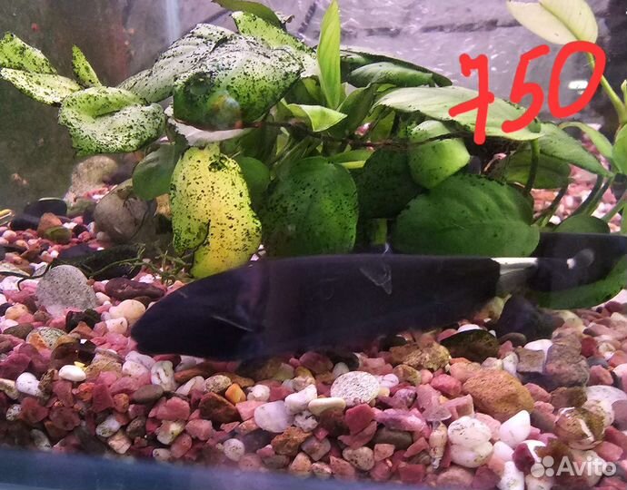 Аквариумные рыбки-экзотика