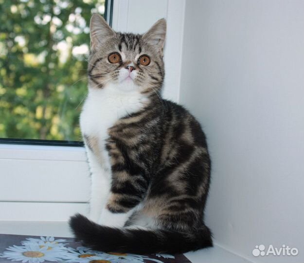 Шотландские страйт и фолд кошечки