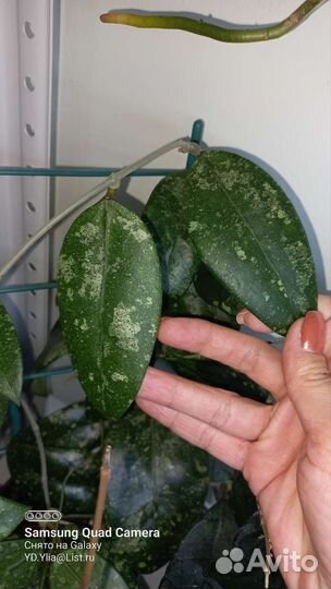 Хойя Виллоза,Патриция, Приктай