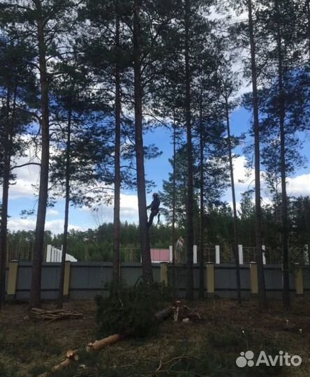 Расчистка от деревьев Без посредников