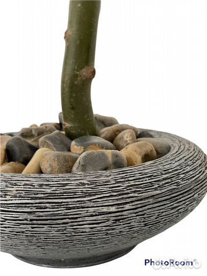 Декоративные деревья