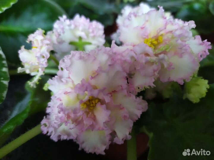 Фиалка узамбарская ле-Злато Скиффов