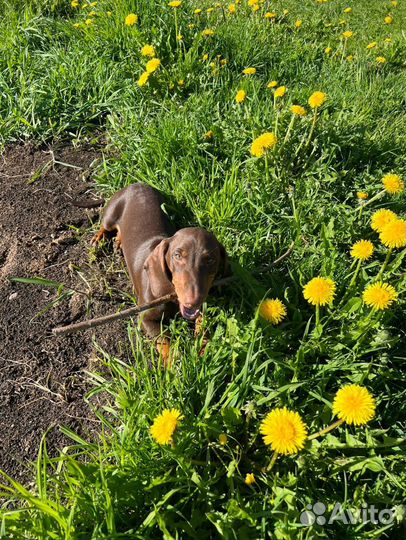 Вязка кобель такса стандартный гладкошерстный