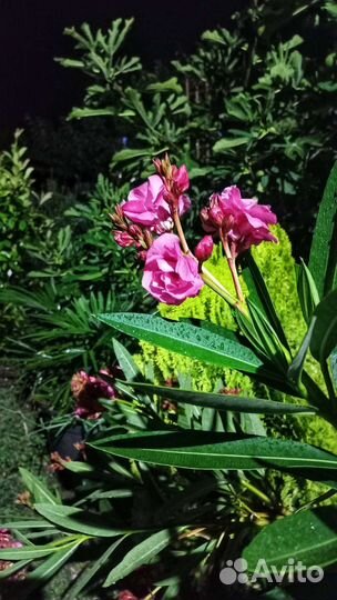 Олеандр махровый