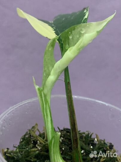 Рафидофора тетрасперма вариегатная