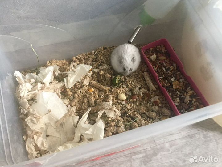 Передержка животных собак/кошек/грызунов/птиц