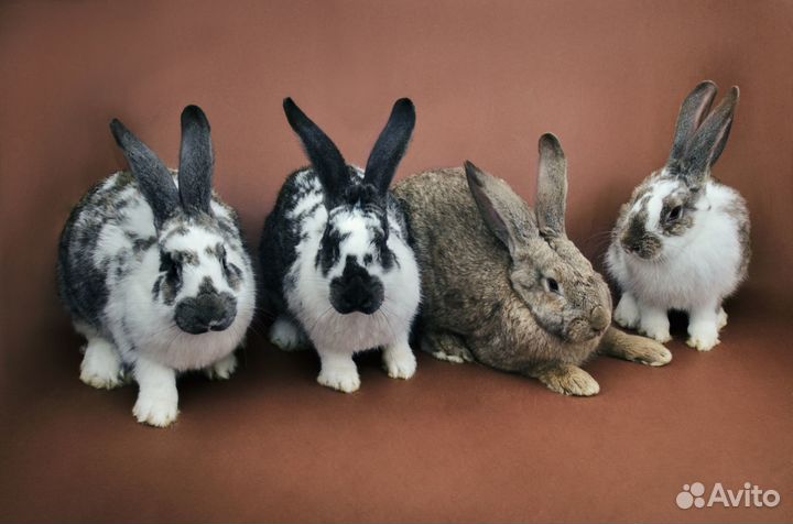 Кролики (бабочки, калифорнийские, черные строкачи)