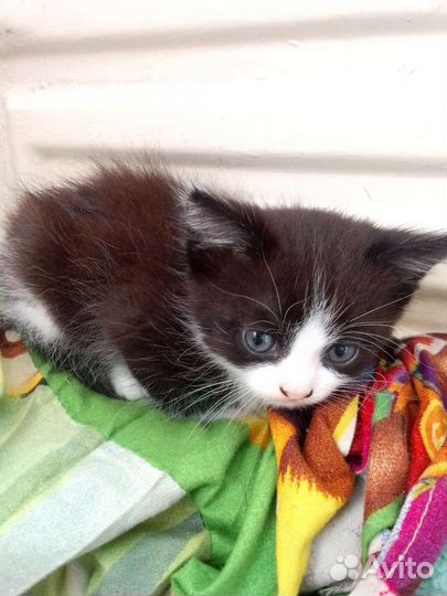 0 котята в дар