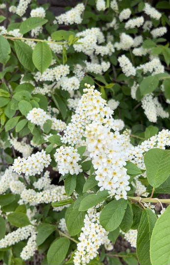 Дача 66 м² на участке 12 сот.