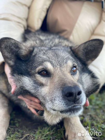 Найдена собака