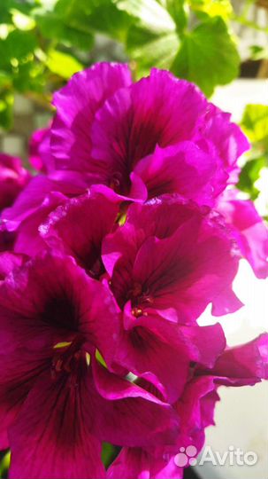 Сортовые пеларгонии