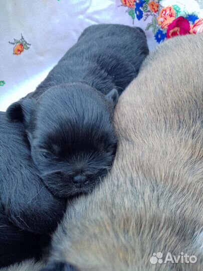 Щенки пекинеса