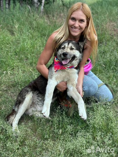 Пёс из приюта