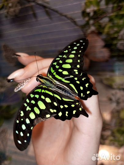 Куколки тропических бабочек разных видов