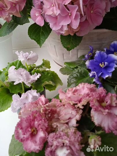 Мини и полумини фиалки