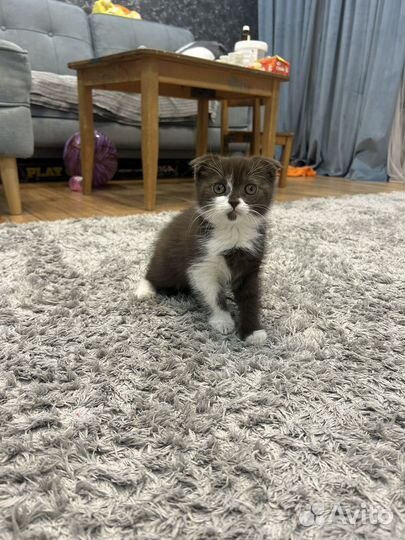 Шоколадочка