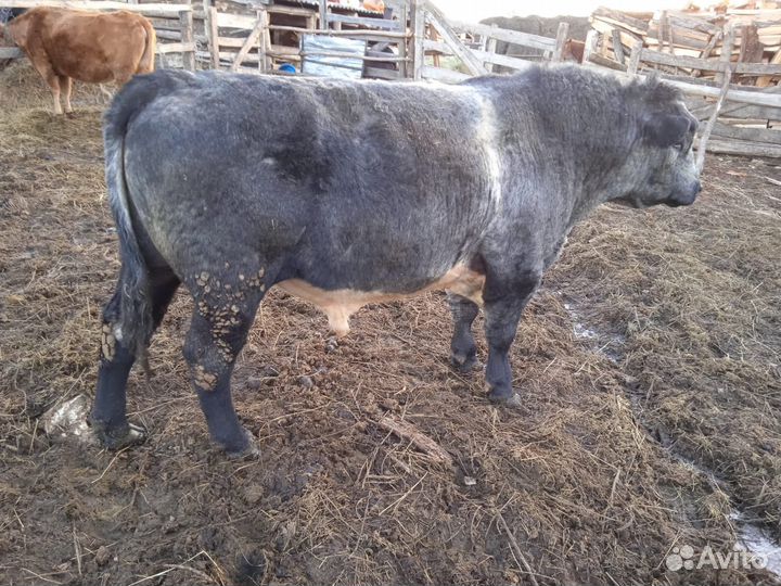 Быки на мясо