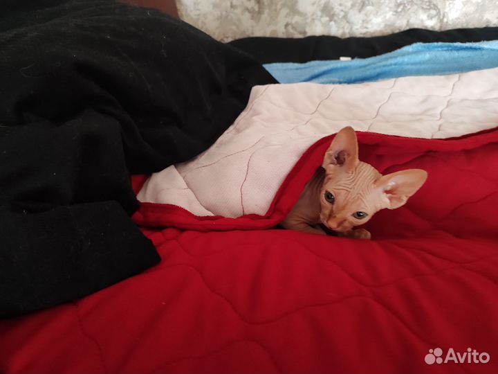 Сфинкс котенок мальчик