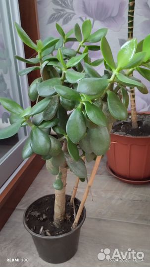 Толстянка (денежное дерево, в каждый )