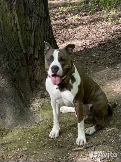 Племенной кобель Стаффордширский терьер вязка