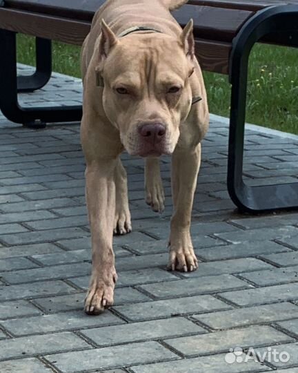 Фотосессия с Питбулем