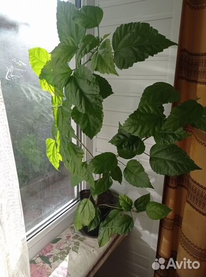 Гибискус махровый