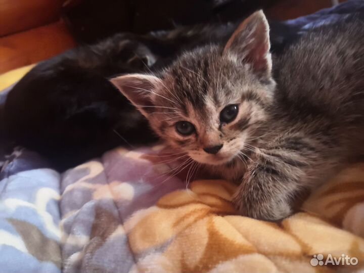 Кошки в добрые руки