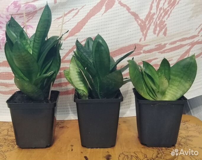 Комнатные цветы сансевиерии Хана / Ханни