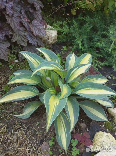 Продам хосты