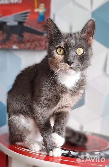 Кошка в добрые руки