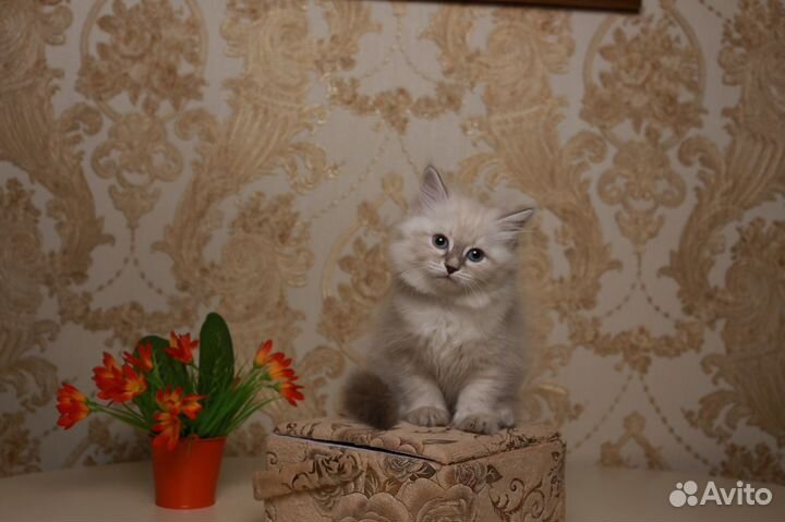 Малыши невские маскарадные