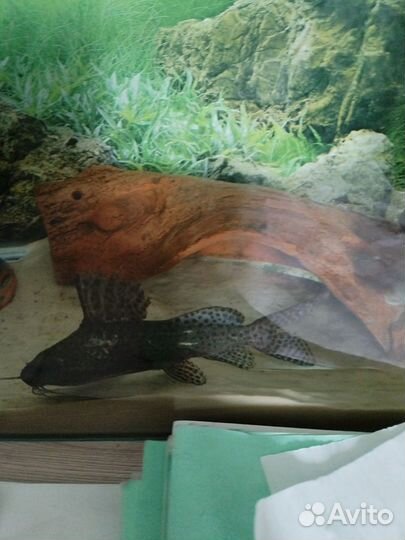 Сом перевертыш