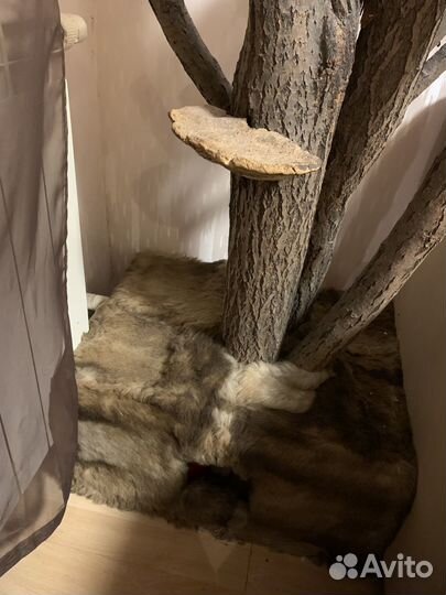 Дерево для кошек, домик и когтеточка