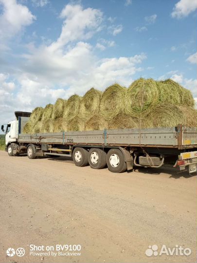 Сено луговое 2024года