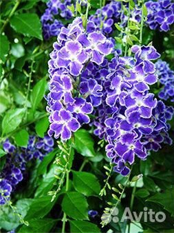 Комнатные цветы. Дуранта