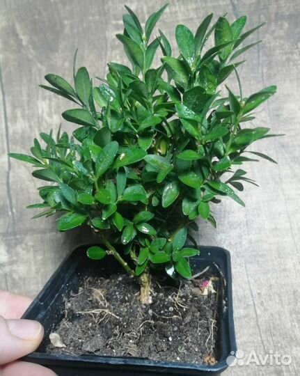 Самшит Садовый