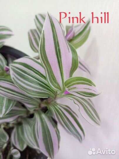 Традесканция часть 2