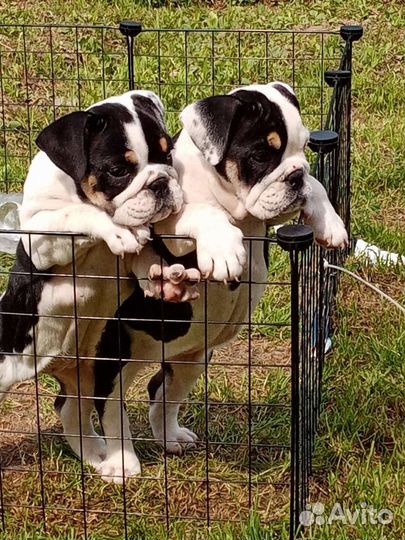 Парень Английского бульдога