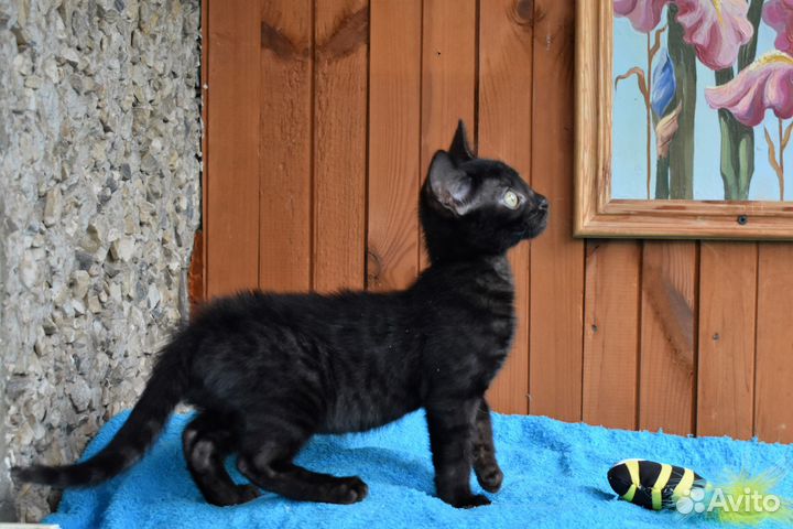 Бенгальский кот меланист