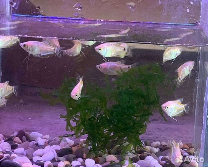 Аквариумные рыбки