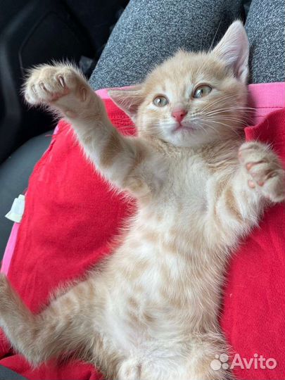 Котенок в добрые руки в дар