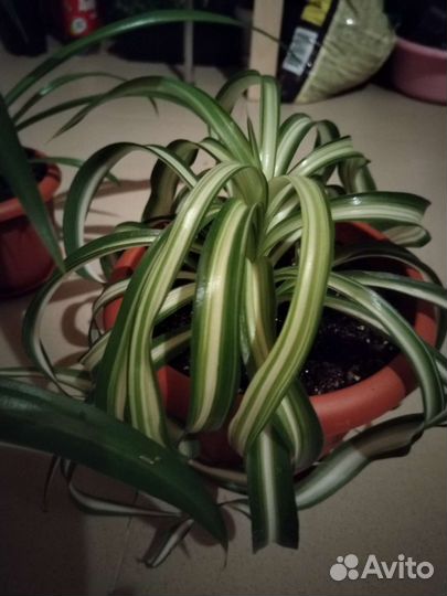 Хлорофитум и другие цветы продаю или обмен