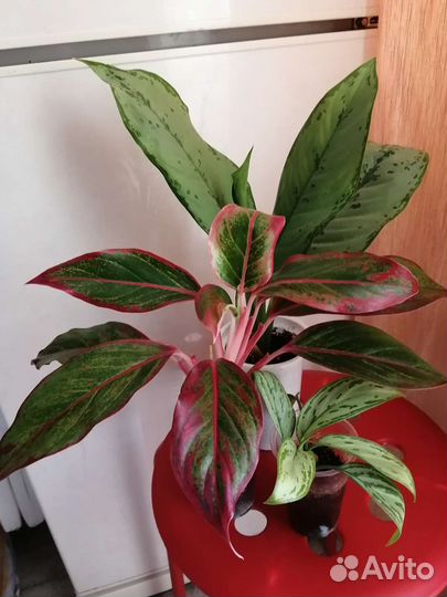Аглаонемы разные