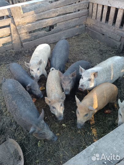 Хрячки кармалы