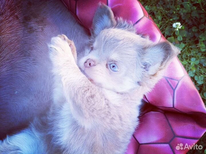 Чихуахуа лиловый малыш