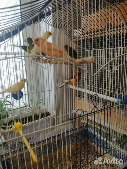 Попугай волнистый, корелла, амадины, неразлучники