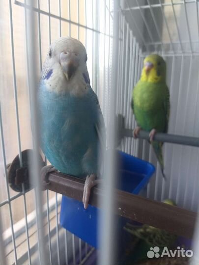 Волнистый попугай