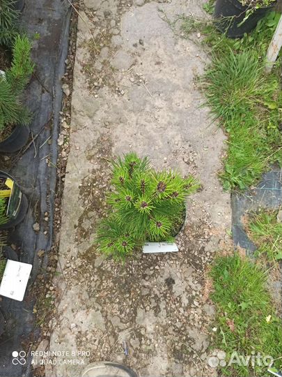 Сосна компакт джем