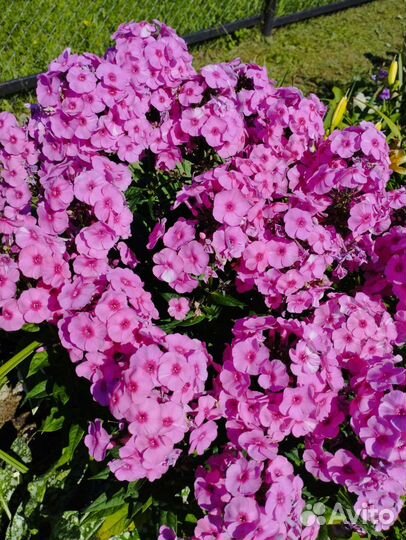 Флоксы сортовые Мещера