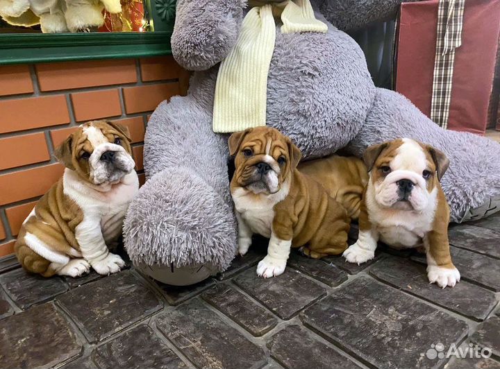 Английские бульдожки
